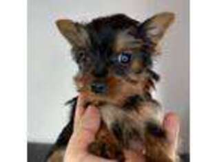 Yorkshire Terrier Puppy for sale in Barnstable, MA, USA