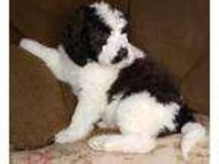 Saint Berdoodle Puppy for sale in Glencoe, MN, USA