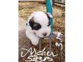 Saint Bernard Puppy for sale in Stanton, IA, USA