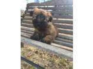 Soft Coated Wheaten Terrier Puppy for sale in Culbertson, NE, USA