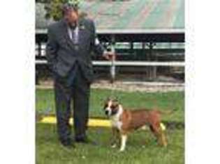 American Staffordshire Terrier Puppy for sale in Interlachen, FL, USA