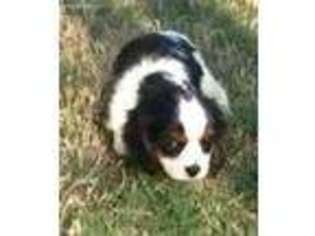 Cavalier King Charles Spaniel Puppy for sale in Dallas, TX, USA