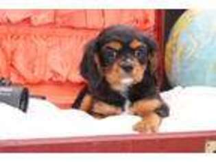 Cavalier King Charles Spaniel Puppy for sale in Bangor, NY, USA