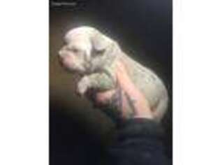 Olde English Bulldogge Puppy for sale in Chillicothe, OH, USA