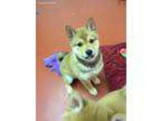 Shiba Inu Puppy for sale in Bridgewater, SD, USA