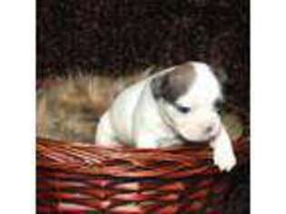 Medium Photo #1 French Bulldog Puppy For Sale in Bristow, OK, USA
