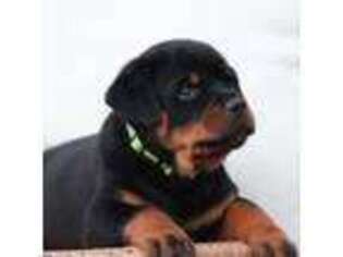 Rottweiler Puppy for sale in Bernville, PA, USA