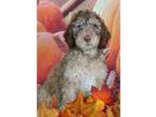 Labradoodle Puppy for sale in Lake Ozark, MO, USA