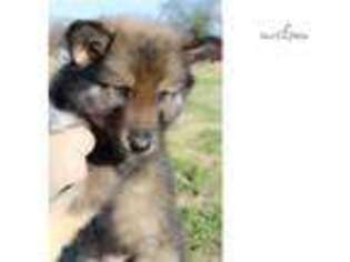 Wolf Hybrid Puppy for sale in Lawrence, KS, USA