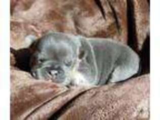 French Bulldog Puppy for sale in NEW GLARUS, WI, USA