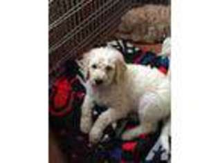 Labradoodle Puppy for sale in LONDON, OH, USA