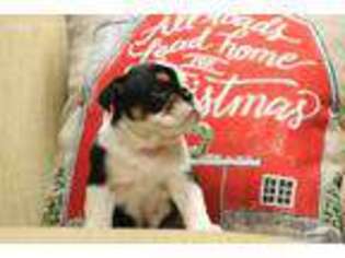 Bulldog Puppy for sale in Ocean Springs, MS, USA