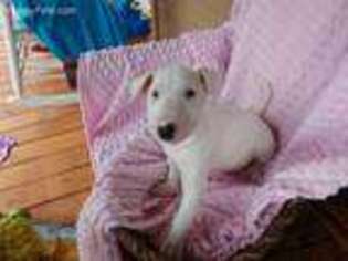 Bull Terrier Puppy for sale in Nevada, OH, USA