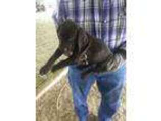 German Shorthaired Pointer Puppy for sale in Montrose, CO, USA