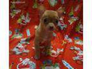 Chihuahua Puppy for sale in Clare, IL, USA