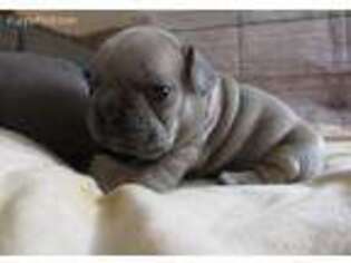 French Bulldog Puppy for sale in Windham, OH, USA