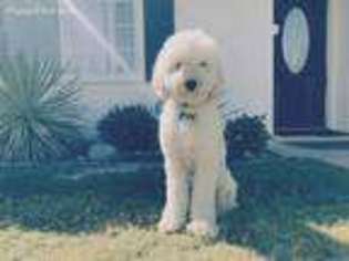 Goldendoodle Puppy for sale in Indio, CA, USA