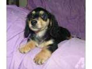 Dachshund Puppy for sale in PORT JERVIS, NY, USA