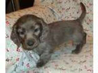 Dachshund Puppy for sale in Liberal, MO, USA