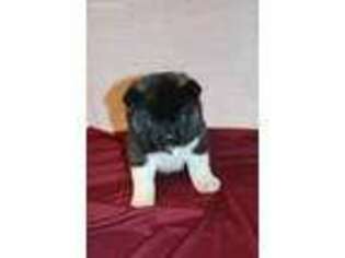 Akita Puppy for sale in Rock Valley, IA, USA