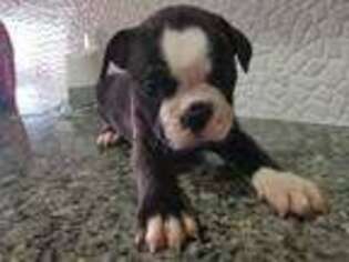 Boston Terrier Puppy for sale in East Orange, NJ, USA