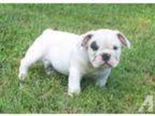 Bulldog Puppy for sale in NEW LEXINGTON, OH, USA