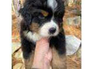 Bernese Mountain Dog Puppy for sale in Graham, NC, USA