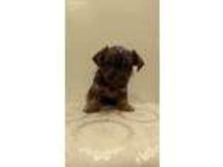 Yorkshire Terrier Puppy for sale in San Antonio, TX, USA