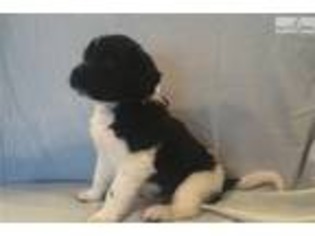 Newfoundland Puppy for sale in Madera, CA, USA