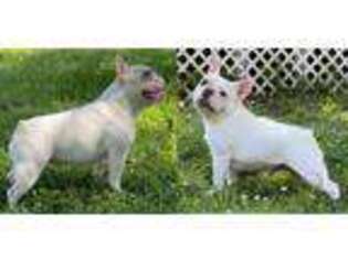 French Bulldog Puppy for sale in South West City, MO, USA