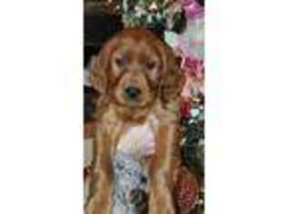 Irish Setter Puppy for sale in Fort Smith, AR, USA