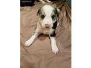 Border Collie Puppy for sale in Athens, TN, USA