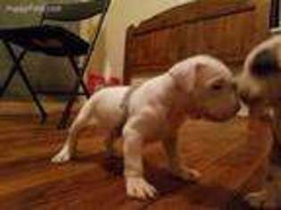 Alapaha Blue Blood Bulldog Puppy for sale in New Bern, NC, USA
