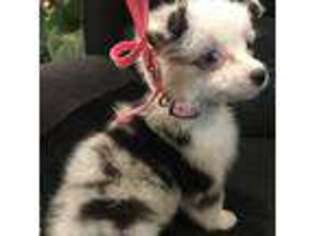 Miniature Australian Shepherd Puppy for sale in Bentonville, AR, USA