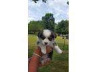 Pembroke Welsh Corgi Puppy for sale in Sulphur Springs, TX, USA