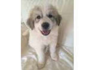 Great Pyrenees Puppy for sale in Gretna, VA, USA