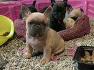 French Bulldog Puppy for sale in Hayden, ID, USA