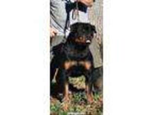Rottweiler Puppy for sale in Coeur D Alene, ID, USA