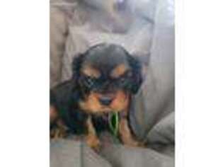 Cavalier King Charles Spaniel Puppy for sale in Rochester, MA, USA