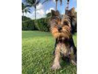 Yorkshire Terrier Puppy for sale in Miami Beach, FL, USA