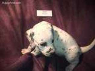 Dalmatian Puppy for sale in Garber, OK, USA