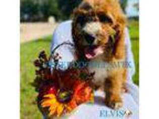 Cavapoo Puppy for sale in Mason, TX, USA