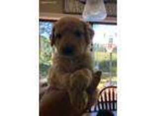 Goldendoodle Puppy for sale in North Bend, OR, USA