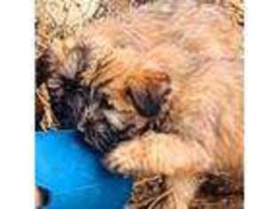 Soft Coated Wheaten Terrier Puppy for sale in Yanceyville, NC, USA