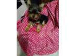 Yorkshire Terrier Puppy for sale in Oak Creek, WI, USA