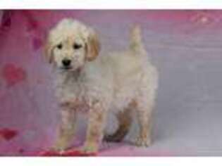 Goldendoodle Puppy for sale in Winston Salem, NC, USA