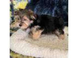 Yorkshire Terrier Puppy for sale in Sussex, NJ, USA