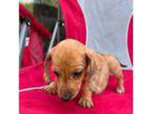 Dachshund Puppy for sale in Worthington, MN, USA