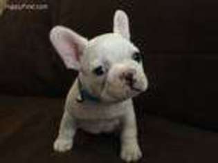 French Bulldog Puppy for sale in Bellefontaine, OH, USA