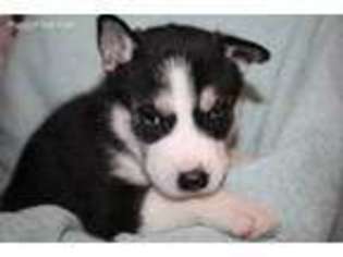 Siberian Husky Puppy for sale in Lucas, OH, USA
